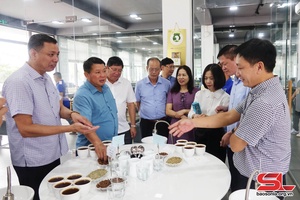 Provincial leader surveys locations for Son La Coffee Festival activities