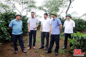 Lăm le bón chi khày ók pàng hội Cà phê Sơn La tưa cốc khoẹ pì 2023