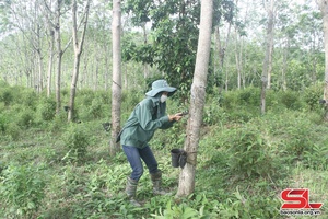 Son La steps up rubber latex production, processing