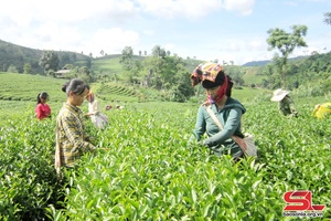 Son La has over 31,000 hectares of industrial crops