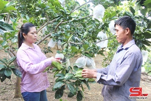 Song Ma transfers production techniques to farmers