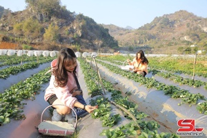 Mộc Châu tánh tăm lài phổng kìn dú chăn ngam