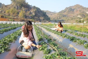 Moc Chau builds livable countryside