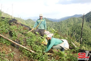 Son La plants 1,849 hectares of forest