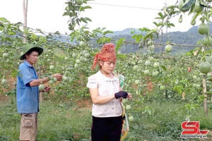 Son La’s fruit output reaches 370,702 tonnes