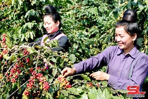 Chieng Ban commune's fresh coffee cherry output estimated at 20,000 tonnes