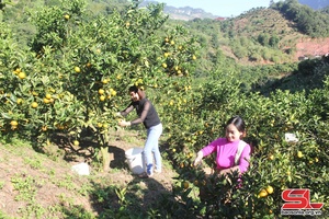 Son La’s fruit output increases