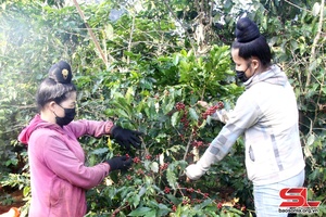 Son La city replants 210 hectares of coffee