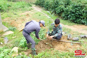 Sâu nzir nhiax txix li chos ntông mắc ca shơư cà phê