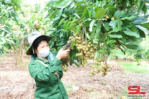 Late-ripening longan offers high income to farmers