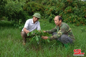 Muong Chanh commune develops high-quality coffee area