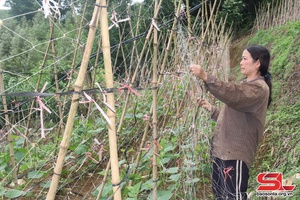 Ethnic woman in Van Ho district boldly changes crops