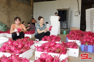 Mai Son cooperative exports nearly 1,300 tonnes of red-fleshed dragon fruit