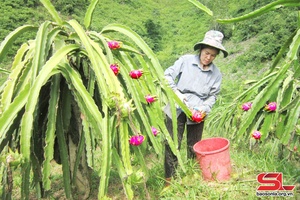 Son La province has 829 agricultural cooperatives