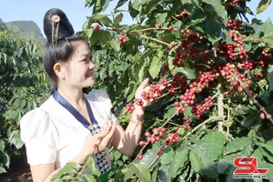 VietGAP intensive coffee cultivation promoted