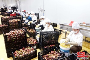 Doveco Son La purchases over 23,000 tonnes of agricultural products
