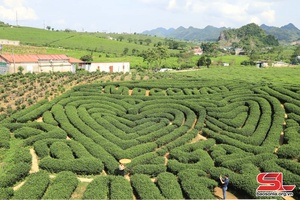 Moc Chau tea bud output reaches 27,510 tonnes