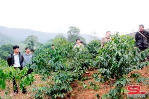 Arabica coffee growing project implemented in Thuan Chau district