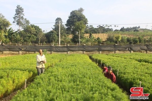 Sơn La chos yiaz 2.534 ha jôngr