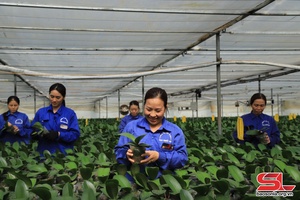 Dong Sang commune applies high technology in agricultural production