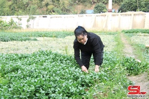 Son La province grows 2,520 hectares of vegetables