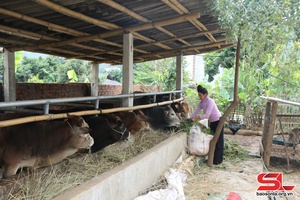 Choi dừa ưởi nọng tánh tăm khong dượn