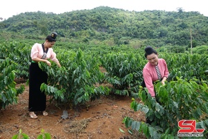 Organic coffee production, consumption linkages promoted