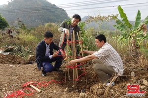 Forest area in Mai Son district expands 275.5 hectares