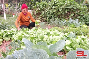 Son La province cultivates 3,680 hectares of vegetables