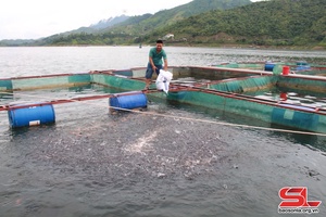 Raising fish in cages on hydropower reservoir