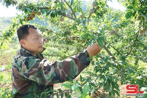 Son La sells nearly 18,000 tonnes of plums