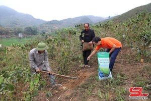 Mai Sơn tu yax 8.560 ha cà phê