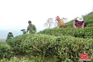 Muôx 13 zav huv tỉnh Sơn La tsar ntâu đuô njuôk li shông uô ntêx