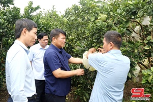 'Đồng chí Phó Bí thư Thường trực Tỉnh ủy uô hâux lưv ntơưv huyện Sông Mã