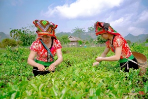 Nâng tầm thương hiệu chè Tân Lập