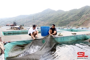 Hỗ trợ mô hình nuôi cá lăng nha trên lòng hồ thủy điện