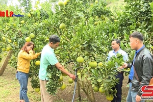 Yên Châu nâng cao chất lượng cây có múi