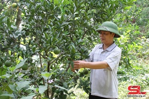Những mô hình kinh tế triển vọng ở Vân Hồ