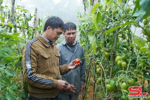 Cây vụ đông ở Vân Hồ