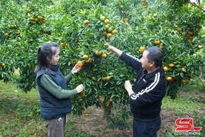 Mùa thu hoạch cam ở Chiềng Xuân