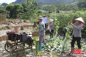 Hỗ trợ người dân trồng cây gai xanh