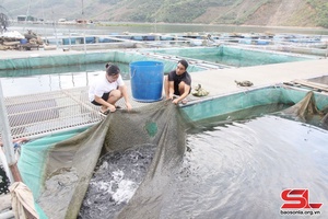 Nhân rộng các mô hình khuyến nông hiệu quả