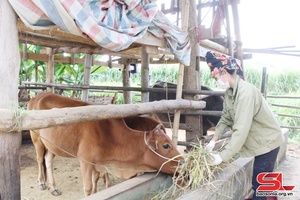 Quỳnh Nhai chủ động phòng, chống rét cho vật nuôi