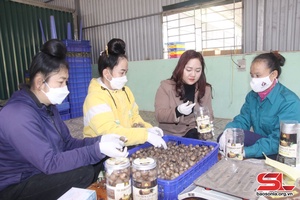 Hiệu quả mô hình HTX do phụ nữ làm chủ