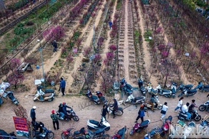 Sức ỳ của Tết