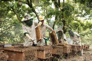 Mật ong Việt ở trời Tây
