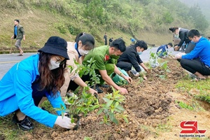 Để những cánh rừng và các tuyến đường thêm xanh