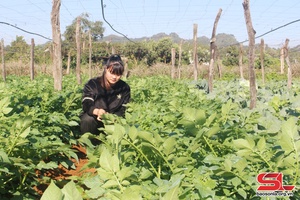 Sản xuất nông nghiệp hữu cơ hướng đi bền vững