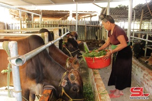 Đẩy mạnh phát triển chăn nuôi đại gia súc