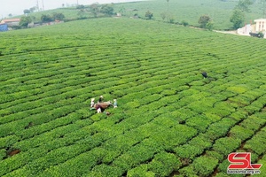 Mộc Châu vào vụ chè xuân